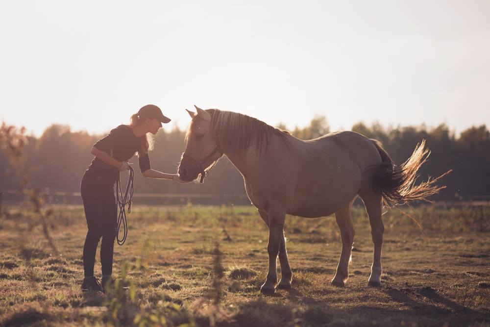 Zdjęcie przedstawia Natalię Serwiak z koniem fiordzkim Gwiazdką.