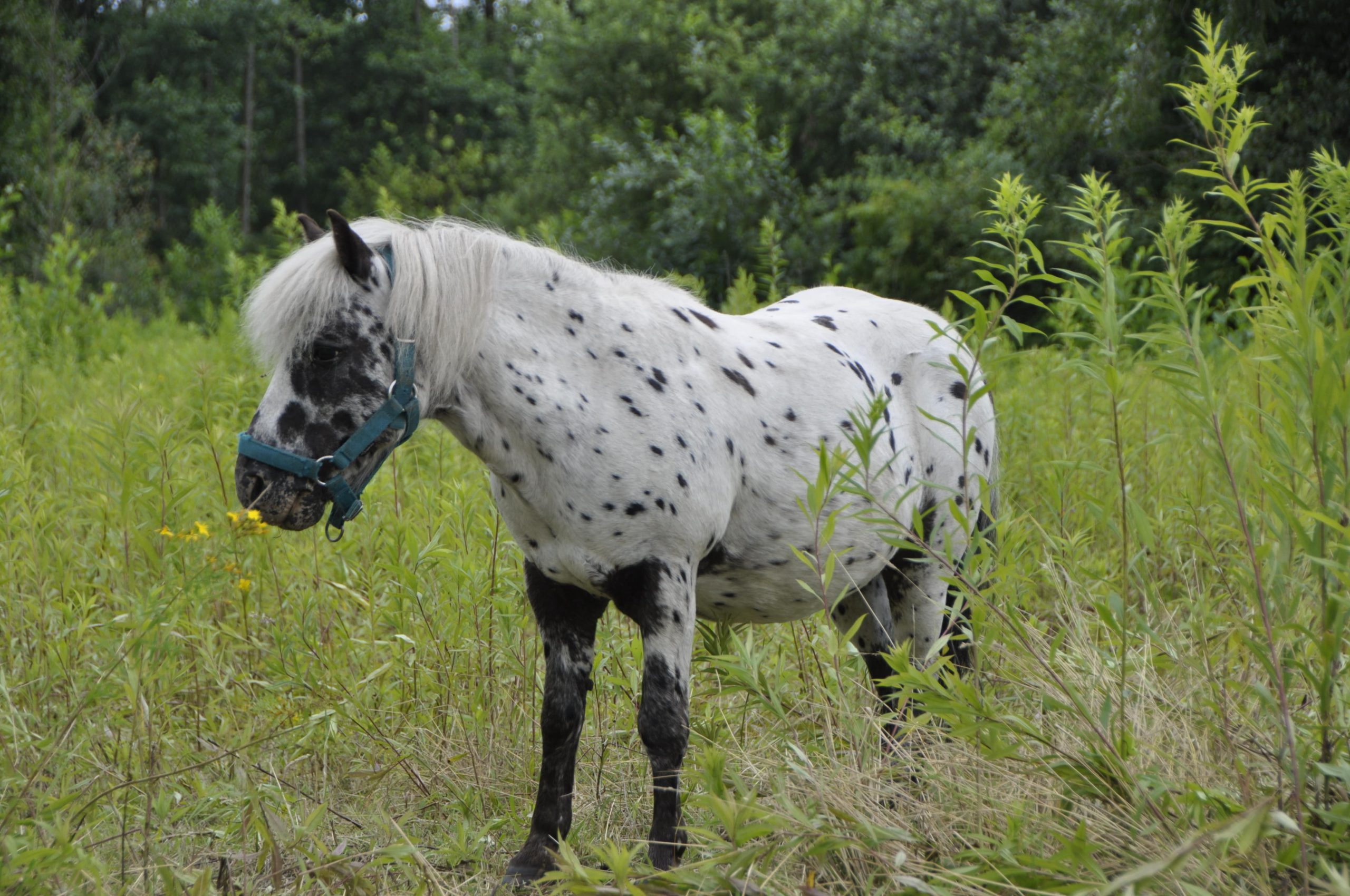 Read more about the article Co robić, gdy koń ciągnie do trawy